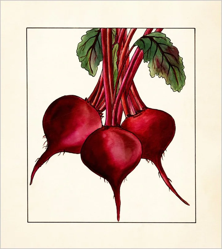 beets-vintage-vegetable-print-museum-outlets.jpg