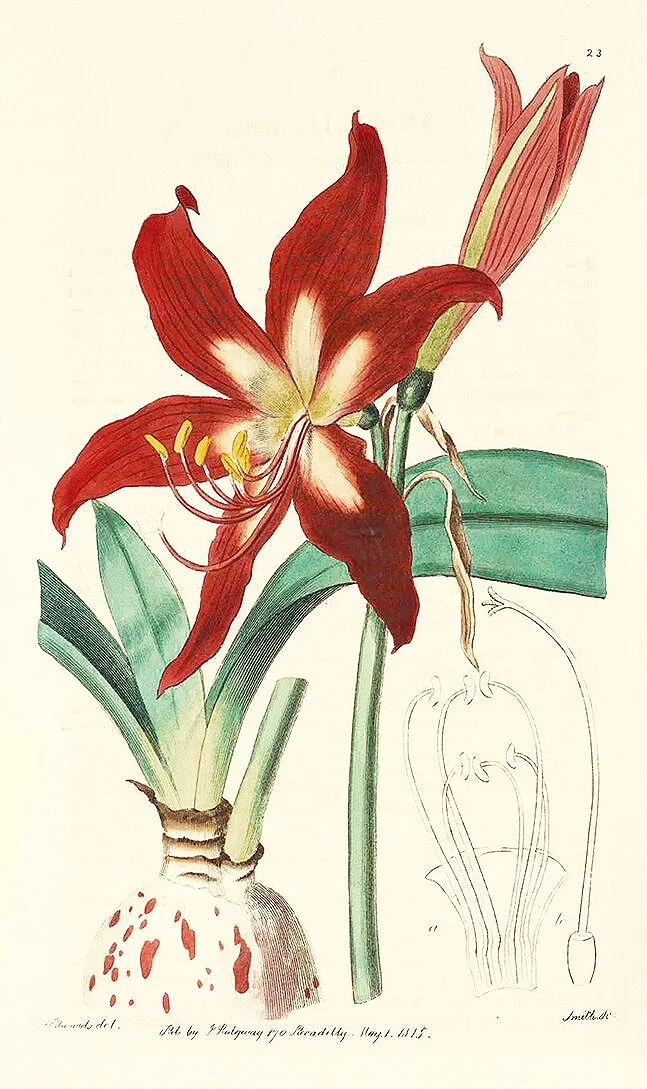 amarylis-antique-botanical-print-museum-outlets.jpg