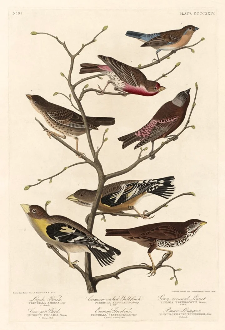 Audubon-lazuli-finch-antique-bird-print-museum-outlets-.jpg