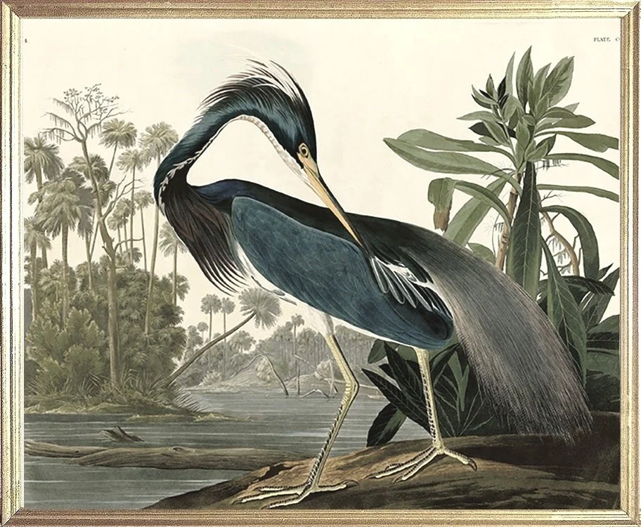audubon-louisiana-blue-heron--museum-outlets.jpg