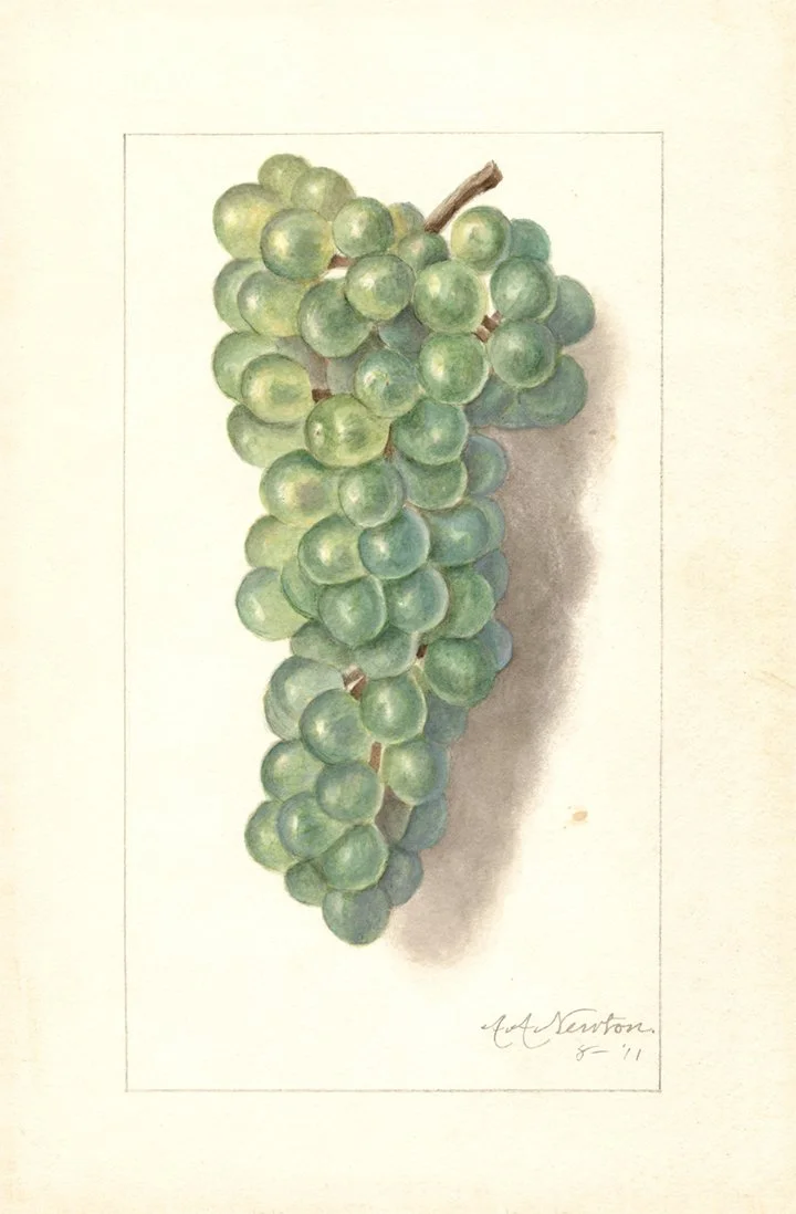 grapes-antique-fruit-watercolor-print-museum-outlets.jpg