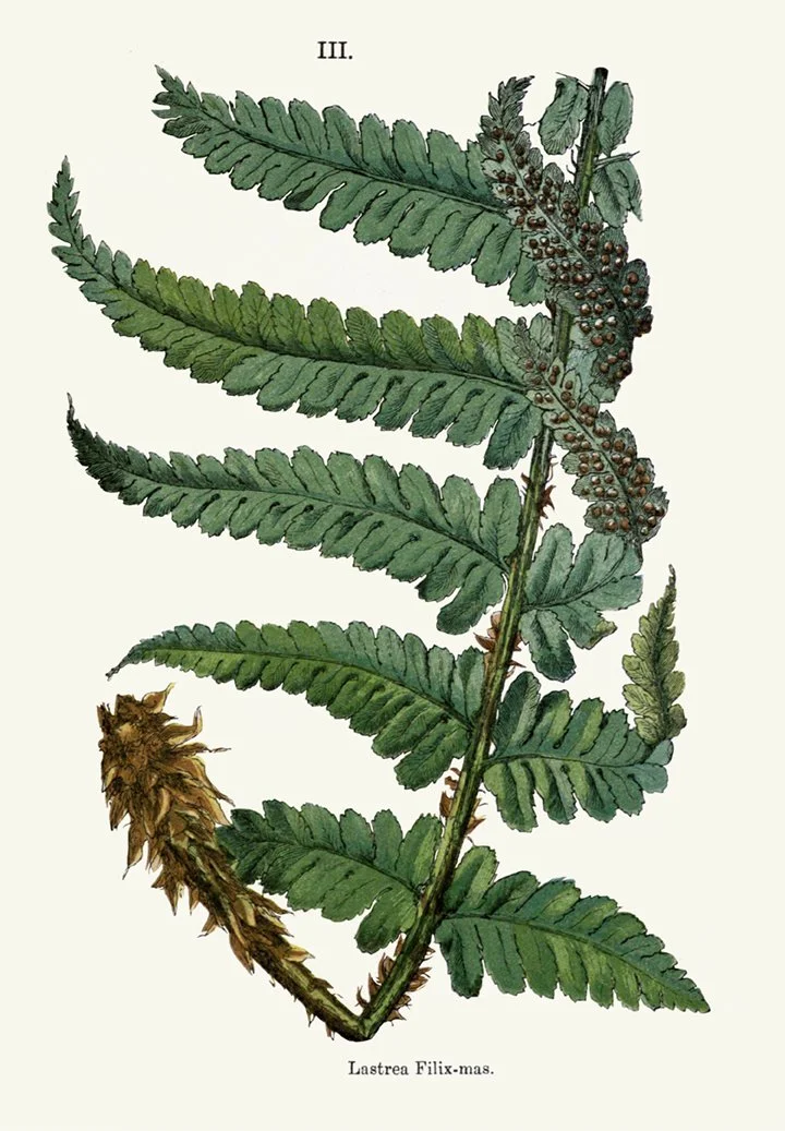 british fern antique print 1861