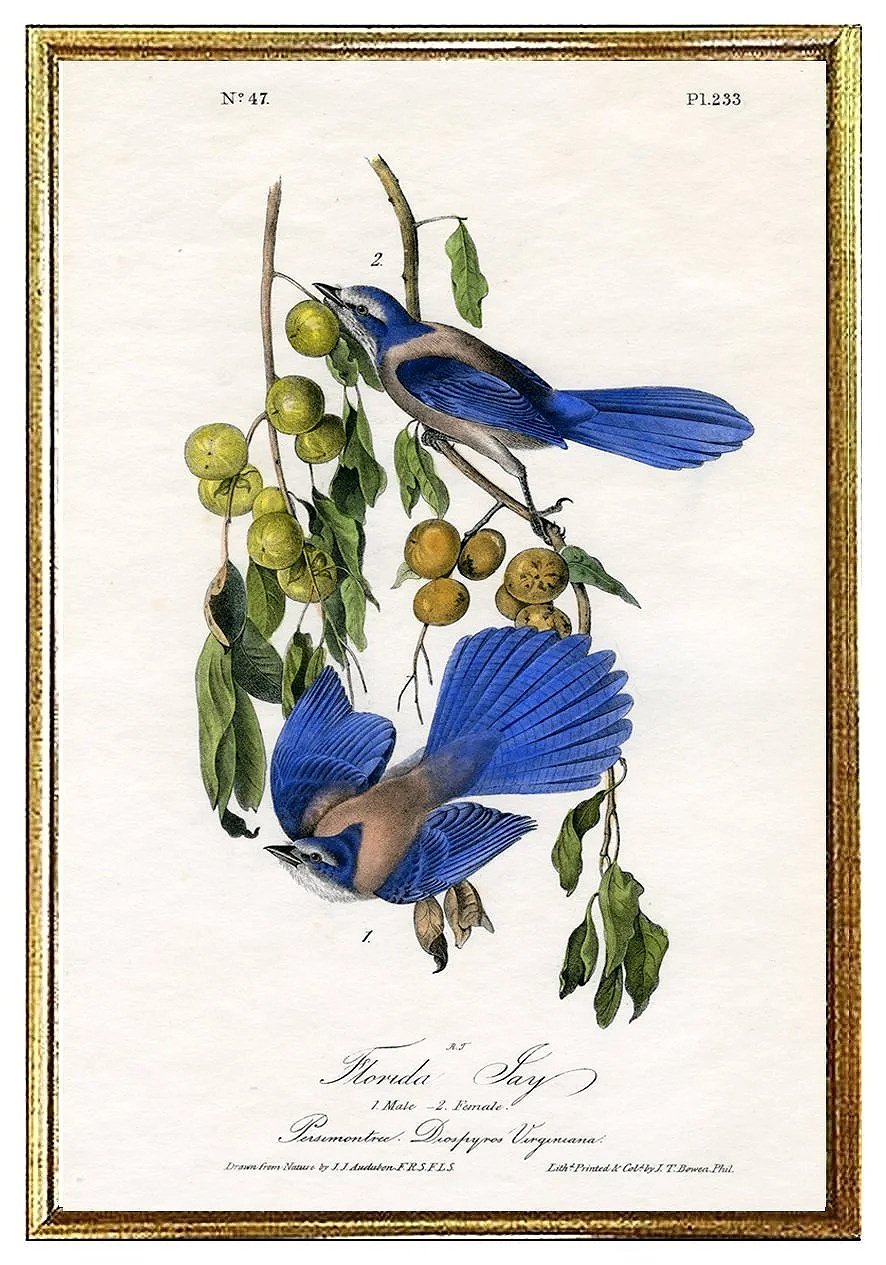florida-jay-audubon-print--museum-outlets.jpg