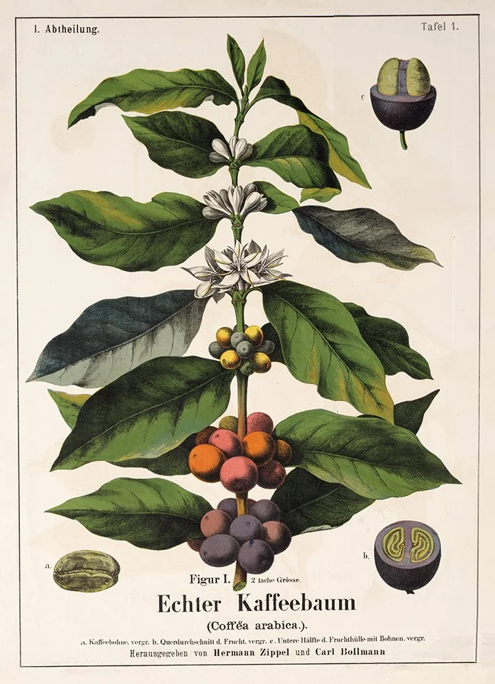 coffea-arabica-1876-antique-botanical-print-museum-outlets.jpg