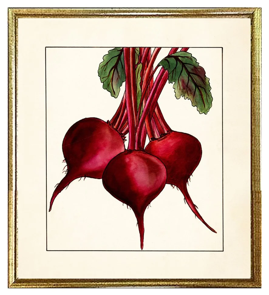 beets-vintage-vegetable-print--museum-outlets.jpg