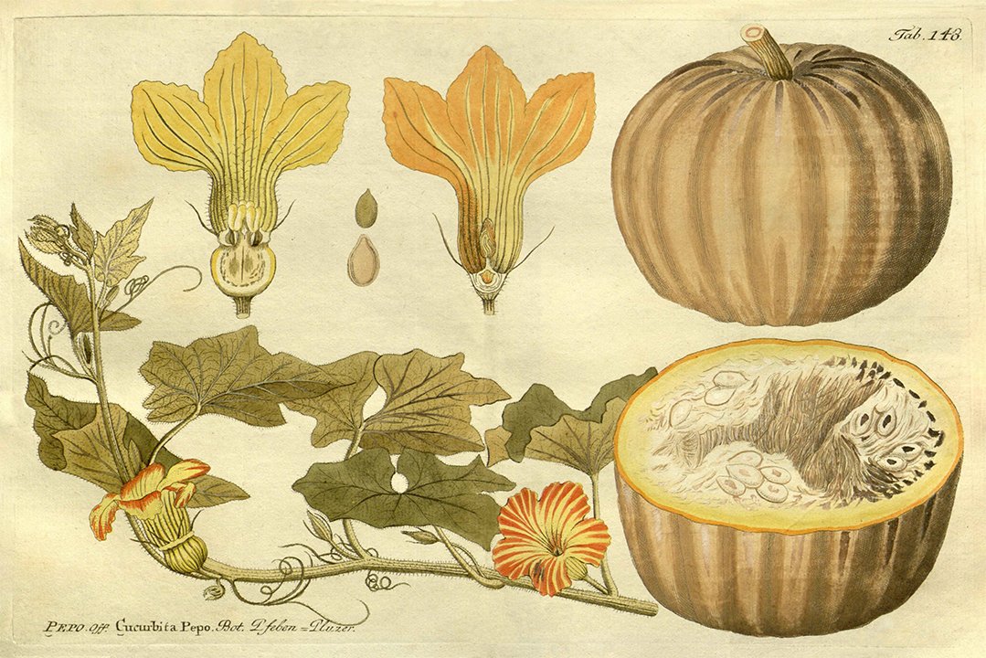 pumpkin-antique-vegetable-prints-museum-outlets.jpg