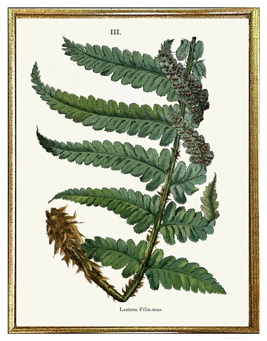 british fern antique print 1861