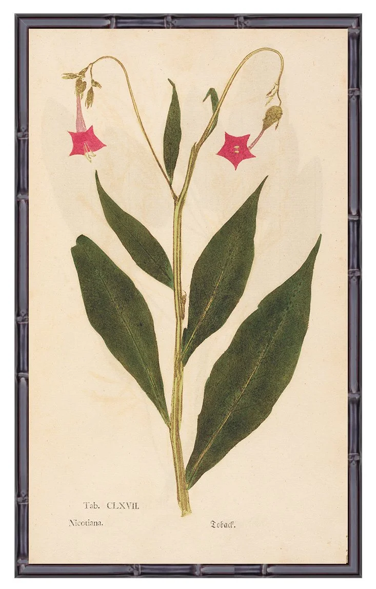 1760-nicotiana-early-botanical-print-museum-outlets.jpg