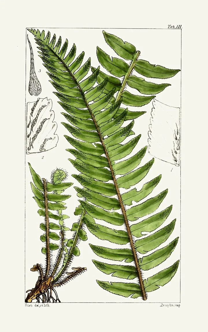 antique fern print