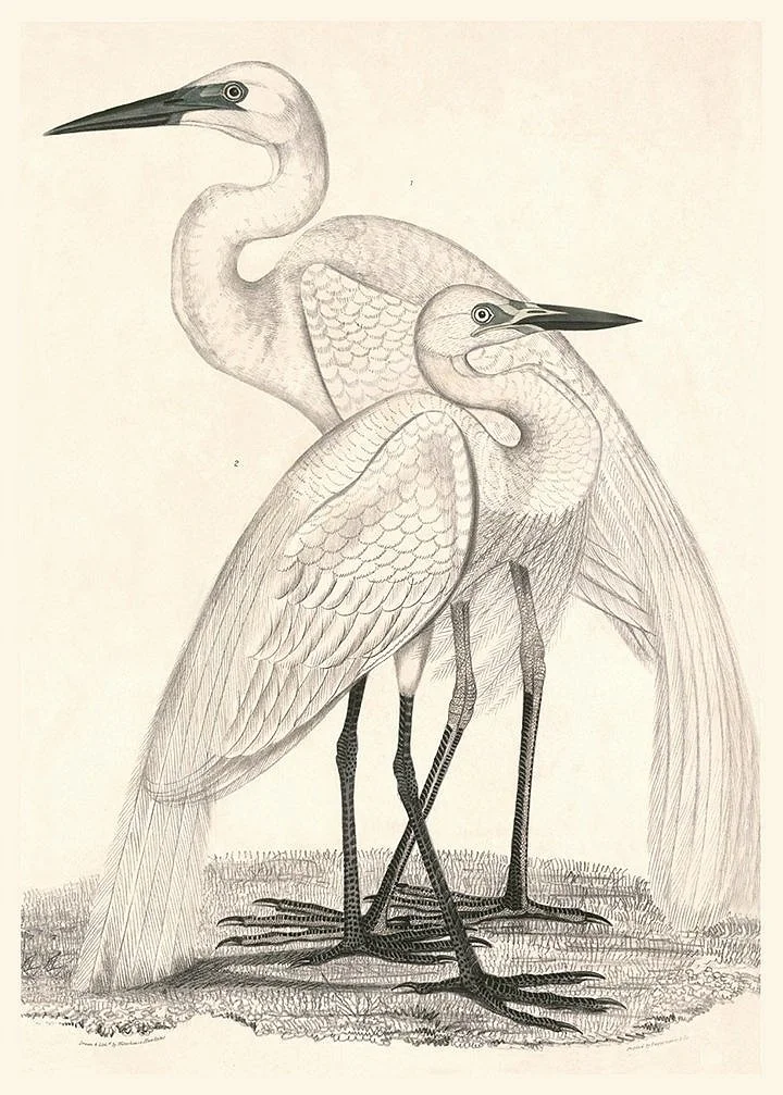 Egret-antique-bird-print-museum-outlets.jpg