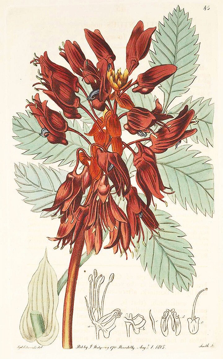 antique-floral-botanical-print-museum-outlets.jpg