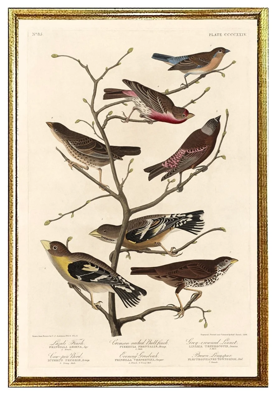 audubon-prints-finch--museum-outlets.jpg