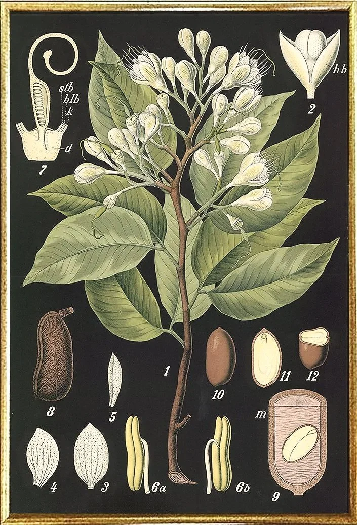 american-copal-tree-vintage-botanical-print--museum-outlets.jpg