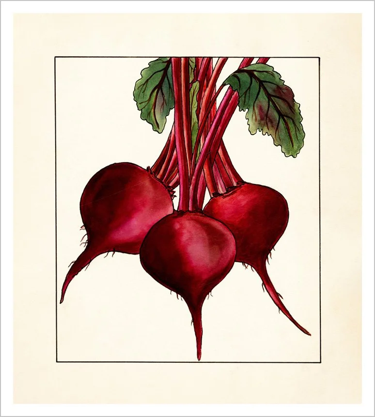 beets-vintage-vegetable-print--museum-outlets.jpg