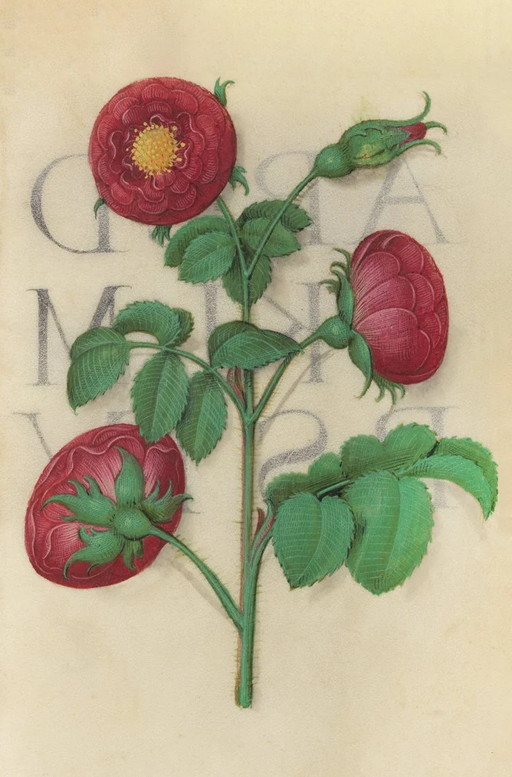 apothecary-rose-antique-botanical-print.jpg