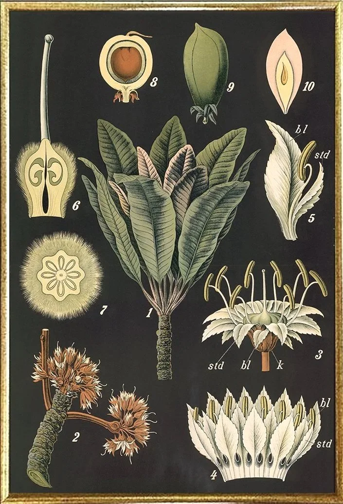 african-butter-tree-vintage-botanical-print--museum-outlets.jpg