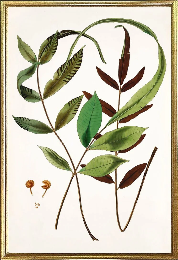antique fern print icones filicum