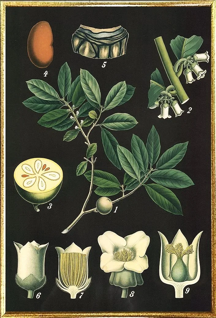 ebony-tree--vintage-botanical-print--museum-outlets.jpg