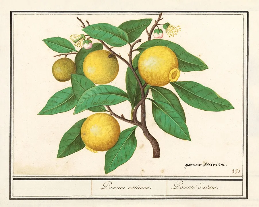 de-boodt-lemons-vintage-fruit-print-museum-outlets.jpg