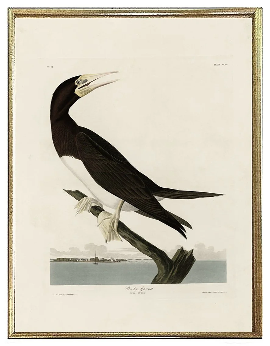 booby gannet audubon print