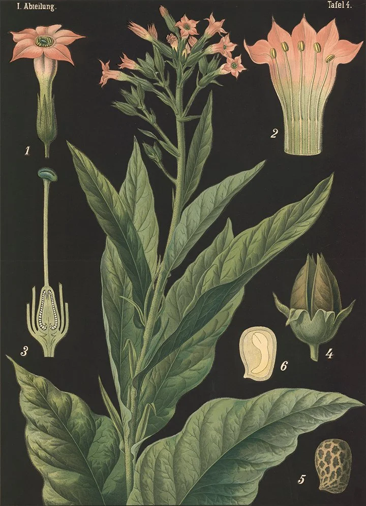 virginia-tobacco-vintage-botanical-print-museum-outlets.jpg