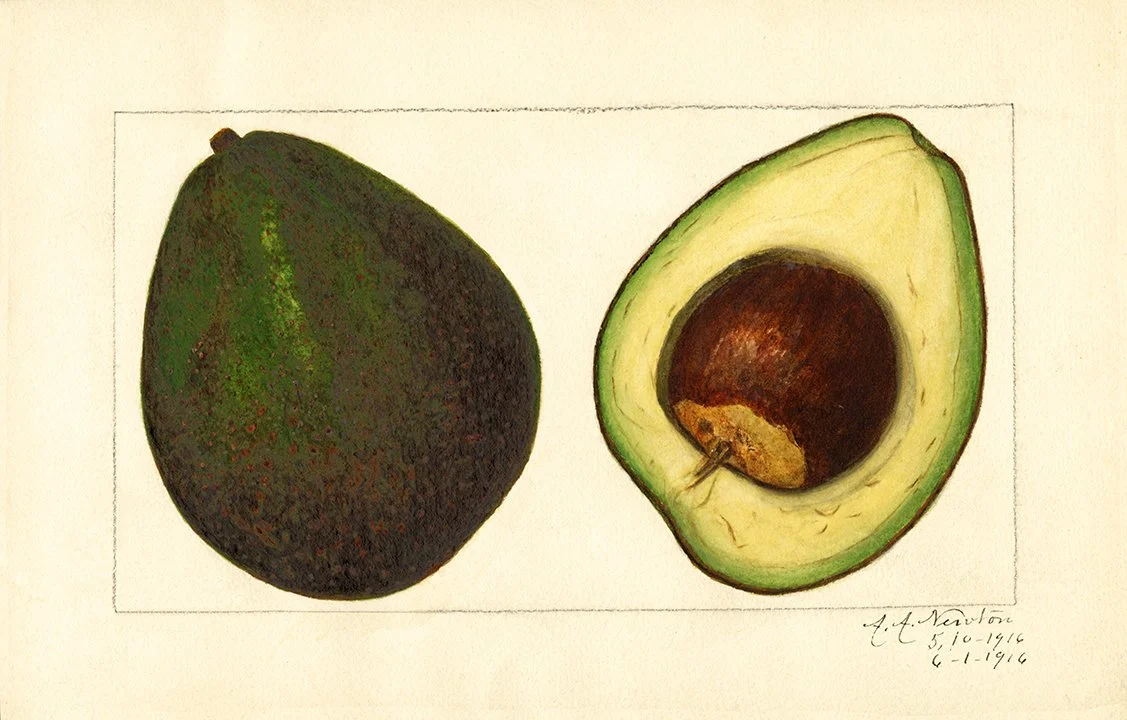 avocado-vintage-vegetable-print.jpg