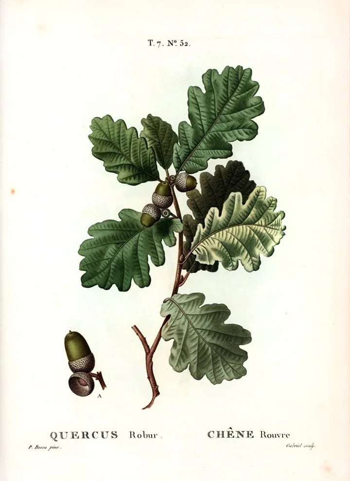 common-oak-leaf-antique-botanical-print-museum-outlets.jpg