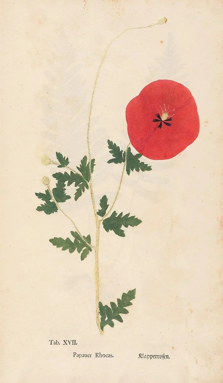 poppy-early-botanical-print-1760.jpg