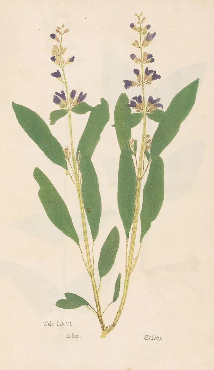 saluia-early-botanical-print-1860-museum-outlets.jpg