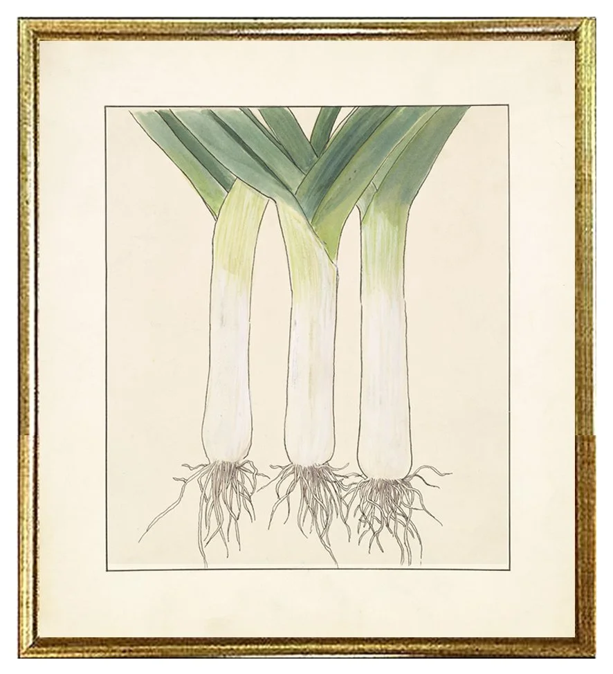 leeks-vintage-vegetable-print--museum-outlets-.jpg