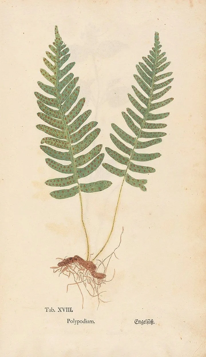 fern-early-botanical-print-museum-outlets.jpg