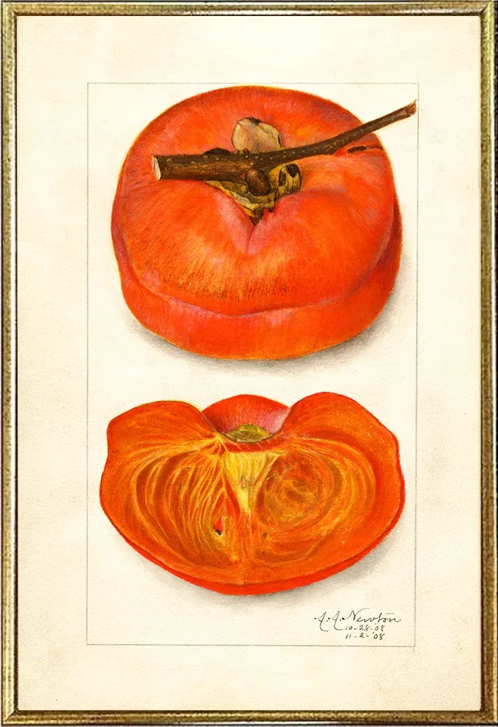 persimmon-vintage-fruit-print--museum-outlets.jpg