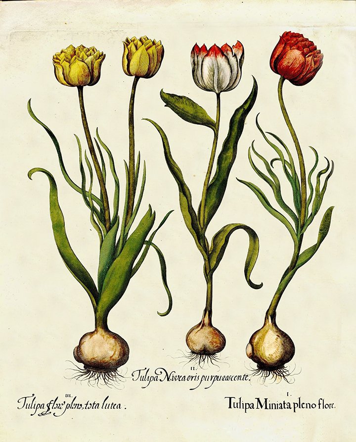 Besler-tulips-antique-botanical-print-museum-outlets.jpg