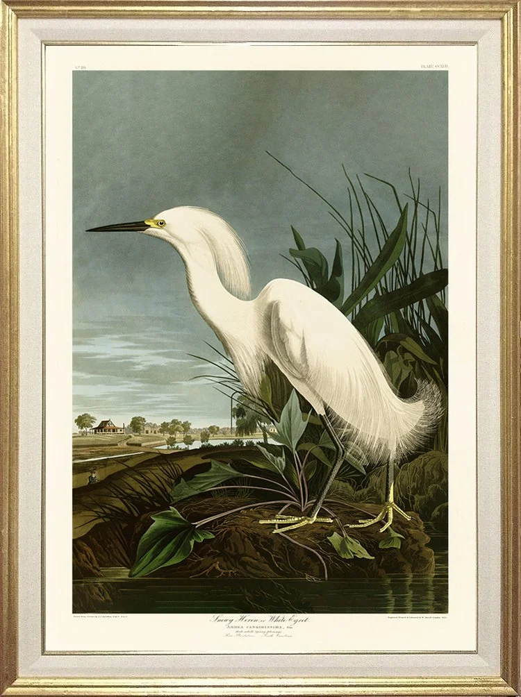 audubon-print-snowy-heron-left-plate-museum-outlets.jpg
