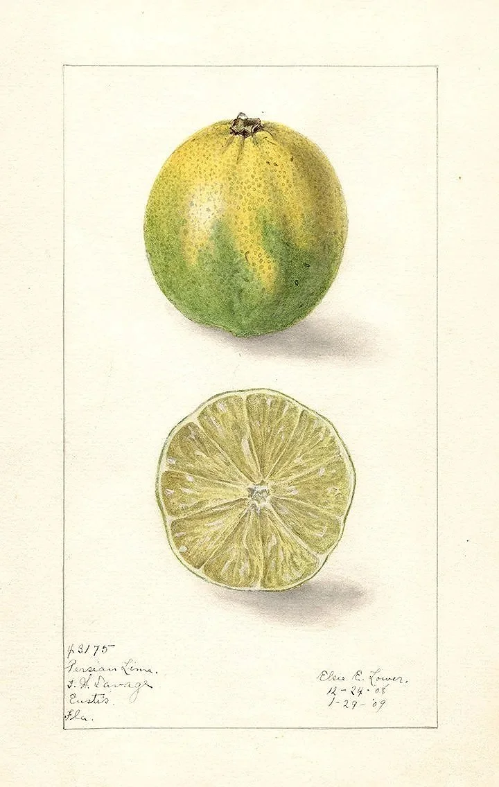 persian-lime-antique-fruit-print-museum-outlets+.jpg
