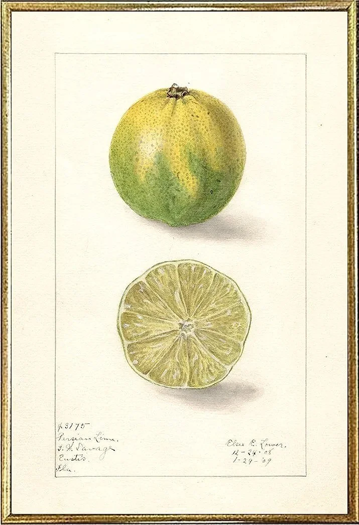 persian-lime--antique-fruit-print--museum-outlets.jpg