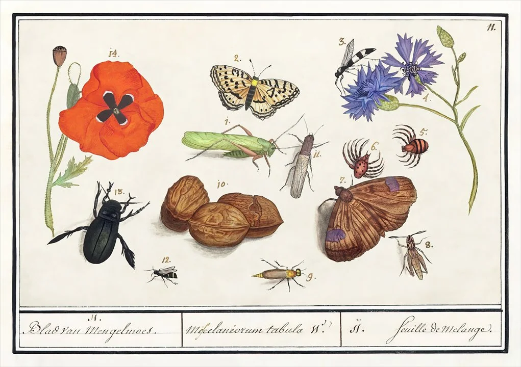 De-Boodt-Insects-Poppy-antique-insects-print-museum-outlets.jpg