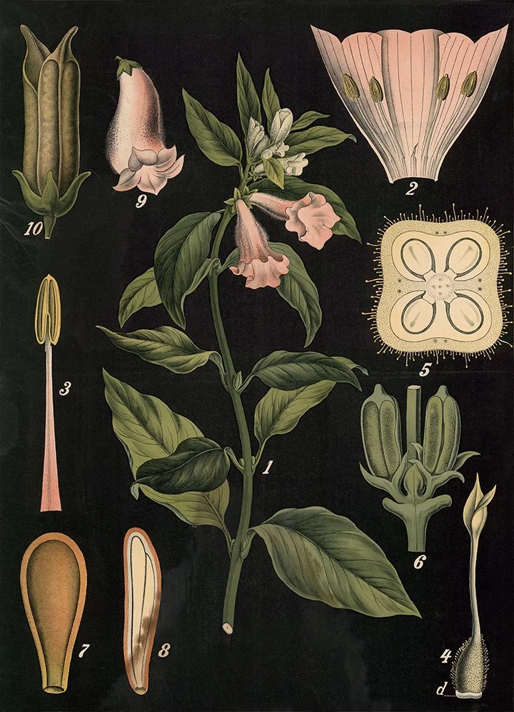 Indian-sesame-vintage-botanical-print-museum-outlets.jpg