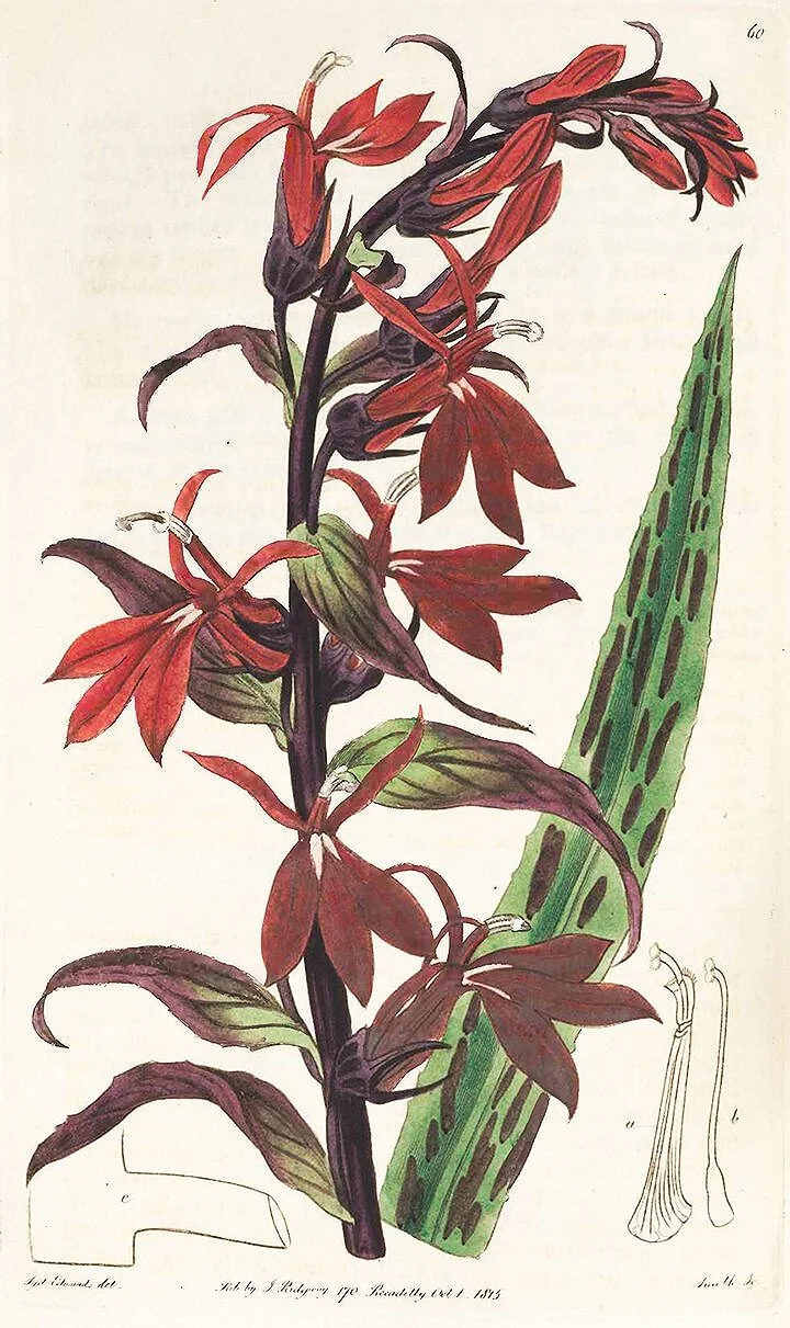antique-red-botanical-print-museum-outlets.jpg