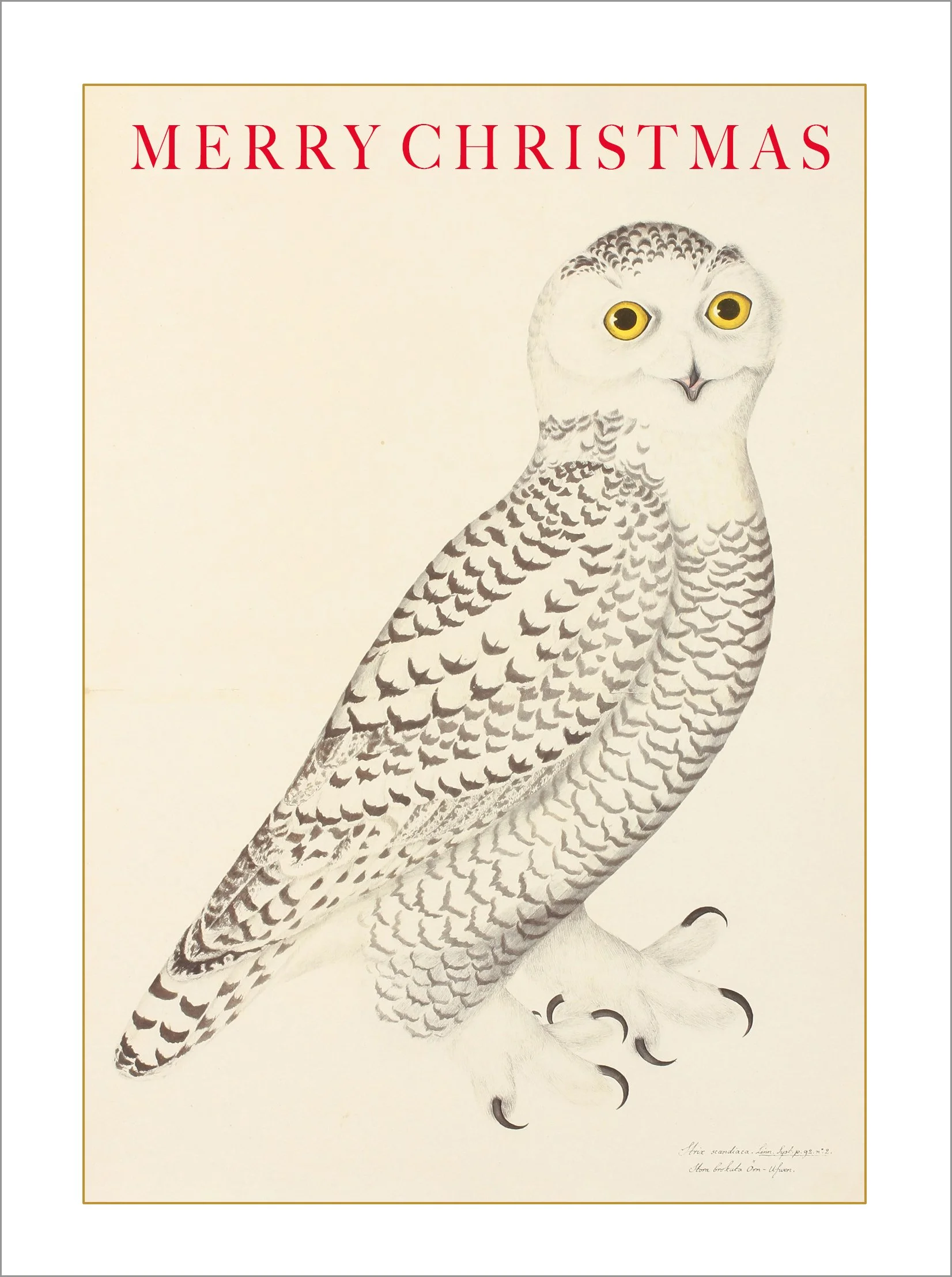 snowy-owl-holiday-greeting-card-museum-outlets.jpg