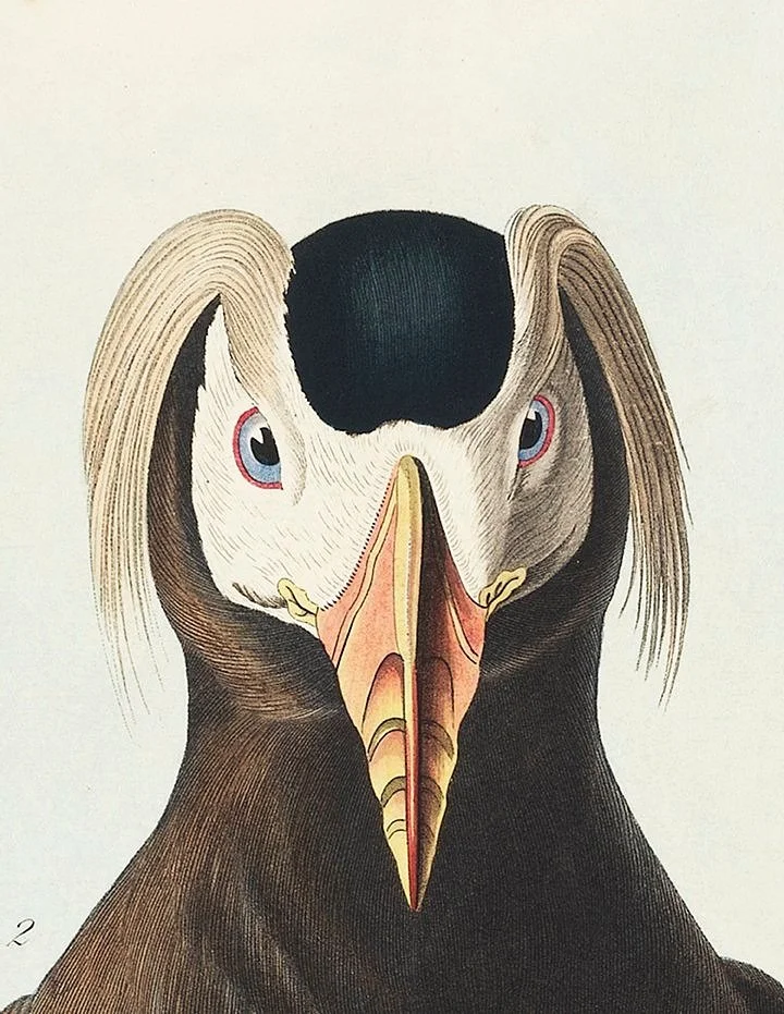 audubon tufted auk detail print