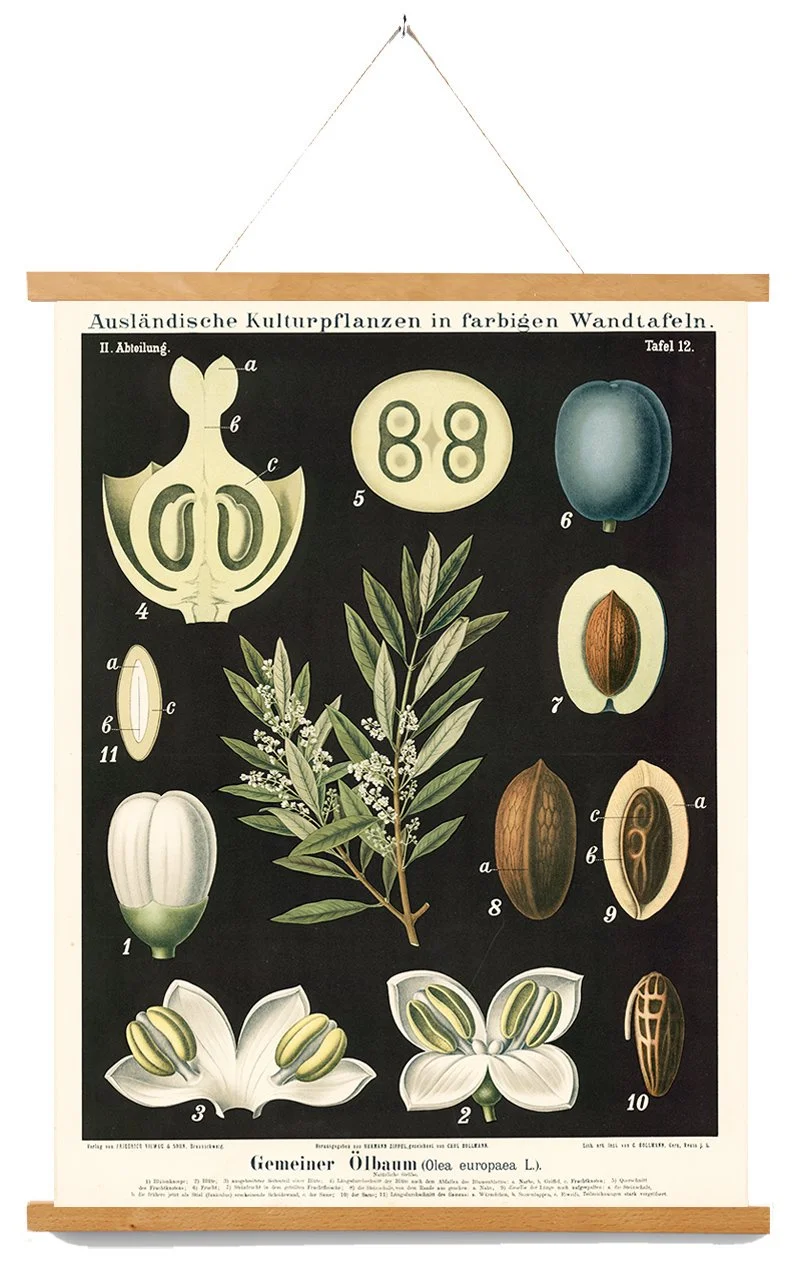 zippel-bollmann-vintage-olive-tree-canvas-wall-chart-museum-outlets.jpg
