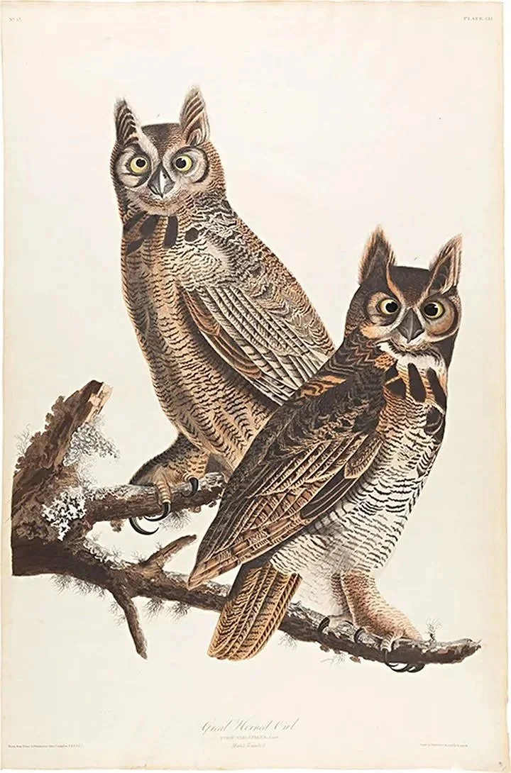 Audubon-Great-Horned-Owl-antique-print-museum-outlets.jpg