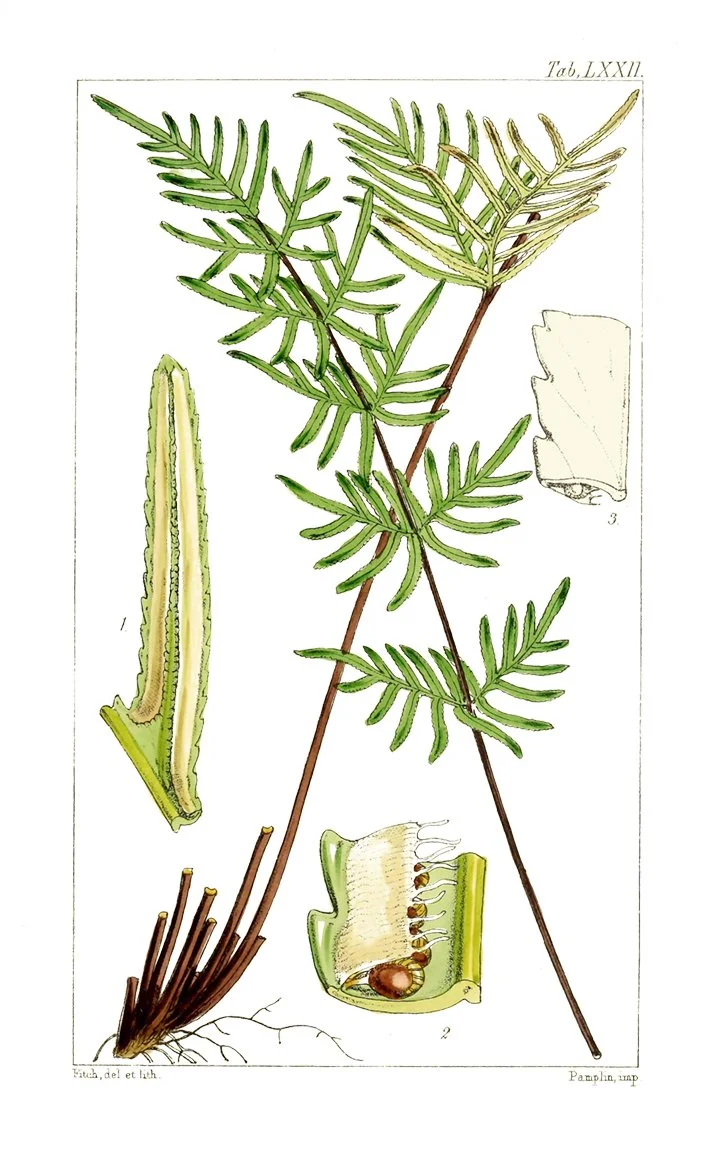 antique-vintage-fern-print-museum-outlets.jpg