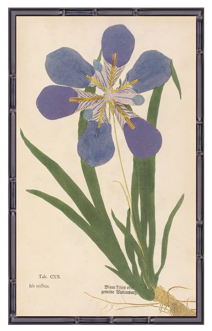 1760-iris-early-botanical-print-museum-outlets.jpg