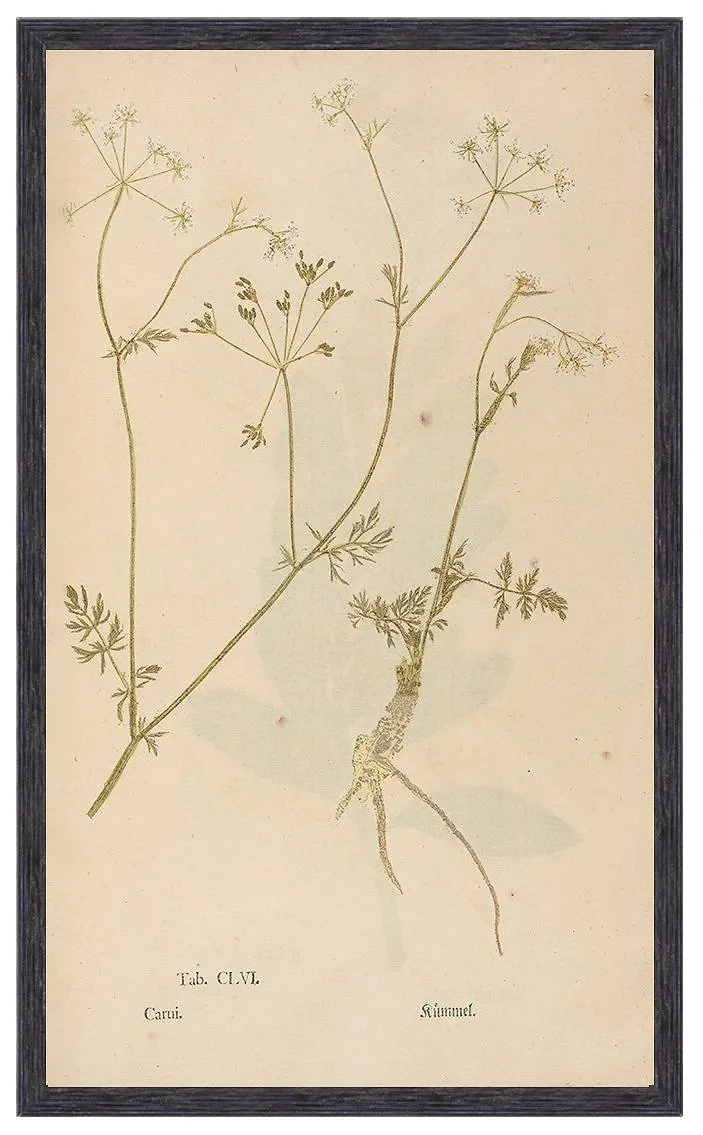 antique-herb-plant-specimen-prints-museum-outlets.jpg