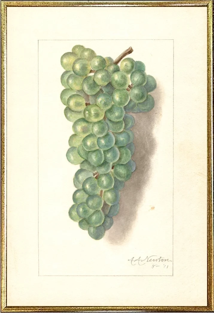 grapes-antique-fruit-watercolor-print--museum-outlets.jpg