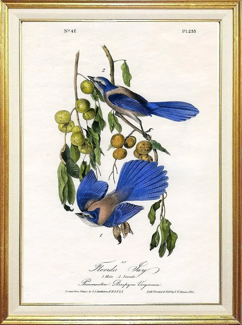 florida-jay-audubon-print-museum-outlets-.jpg