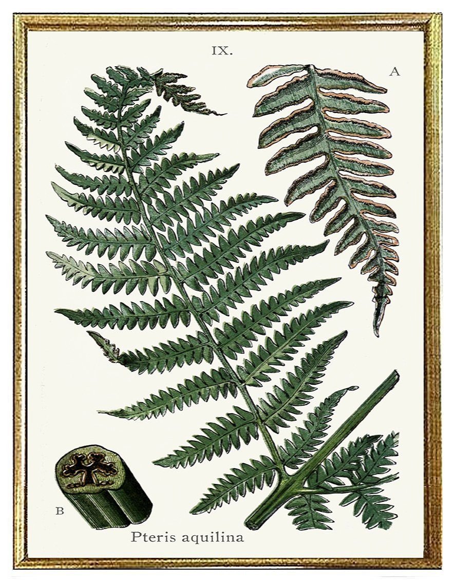 british fern prints 1861