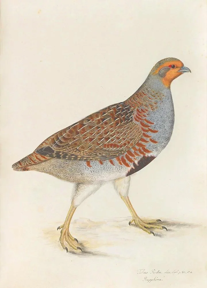 olof-rudbeck-gray-partridge-print-museum-outlets.jpg